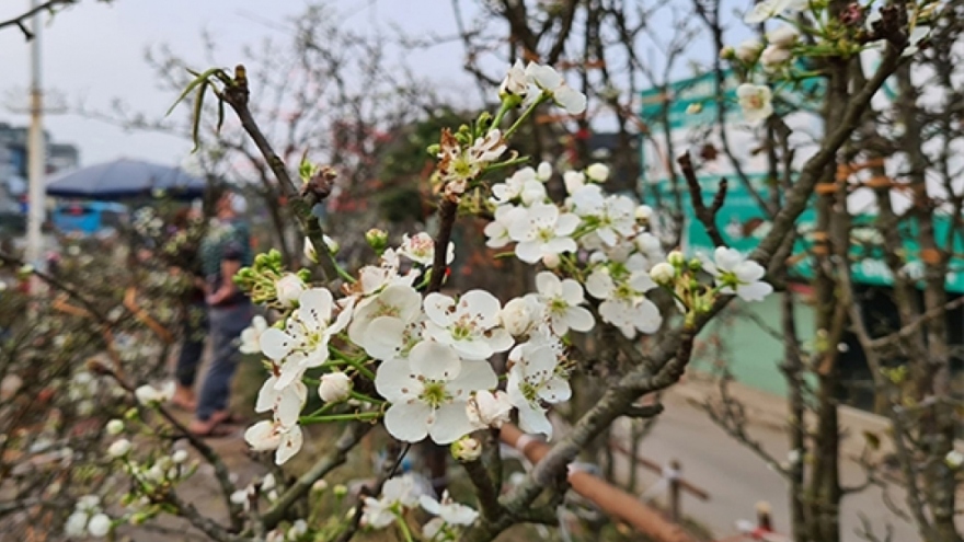 Wild pear blossoms prove popular among customers after Tet